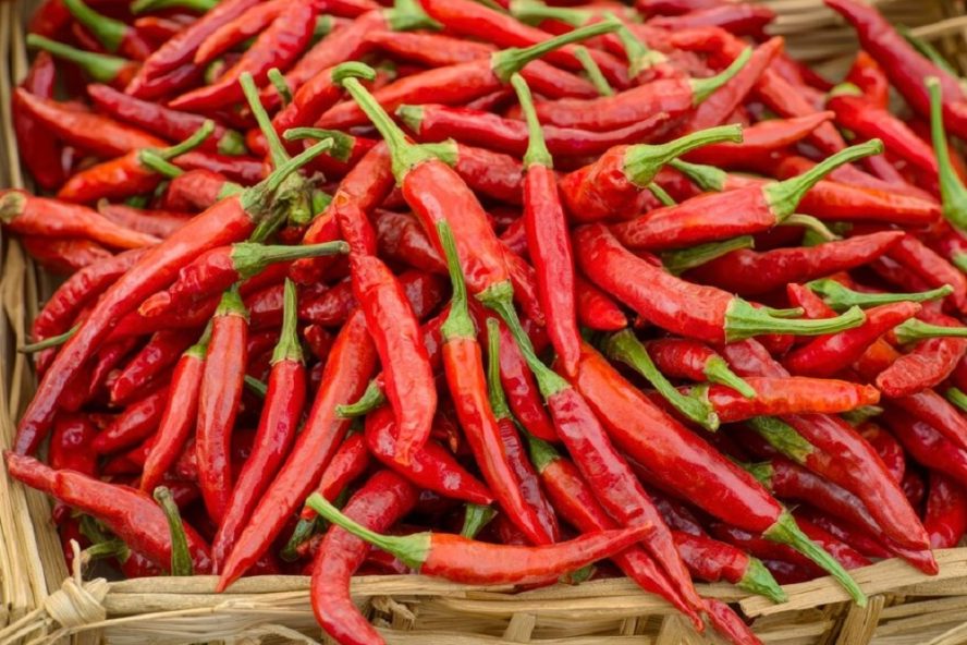 harga cabai